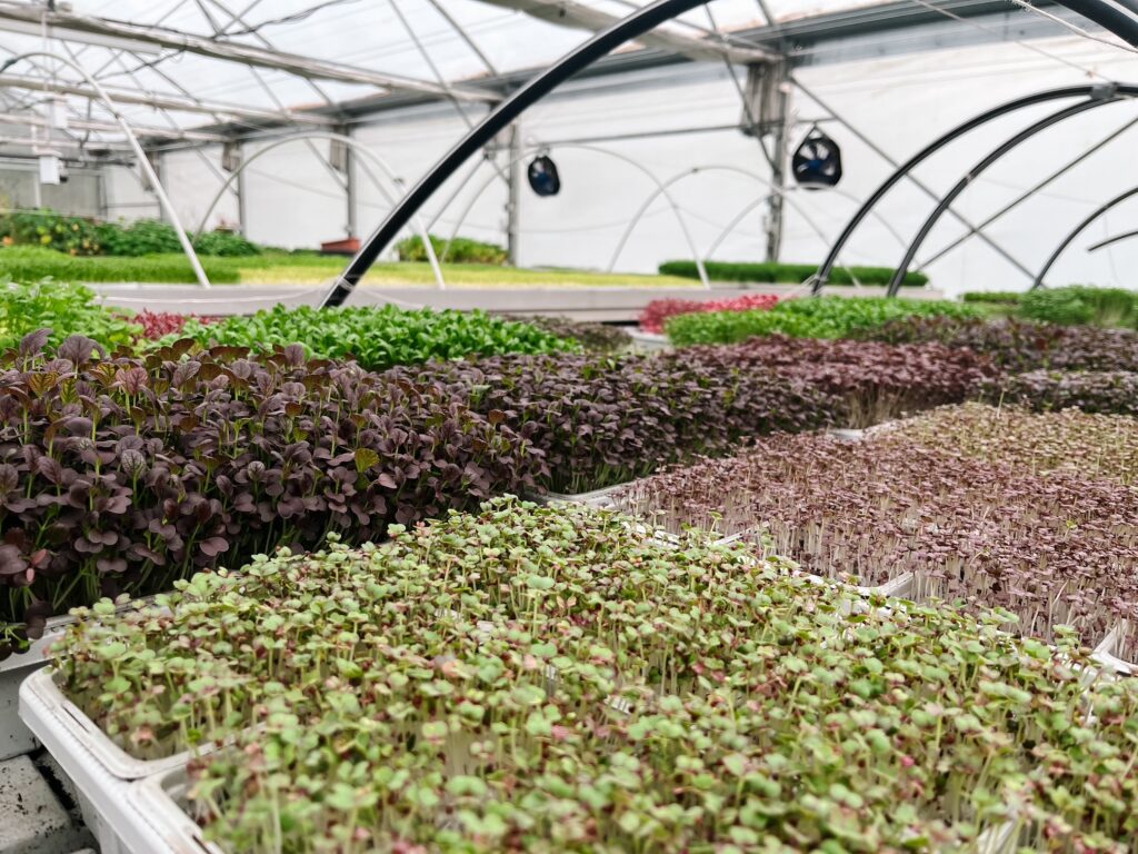 Photo de barquettes de micro-pousses dans la serre de Mille Pousses